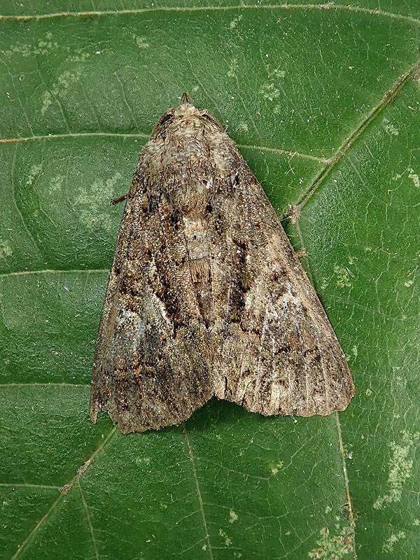 Noctuidae da identificare